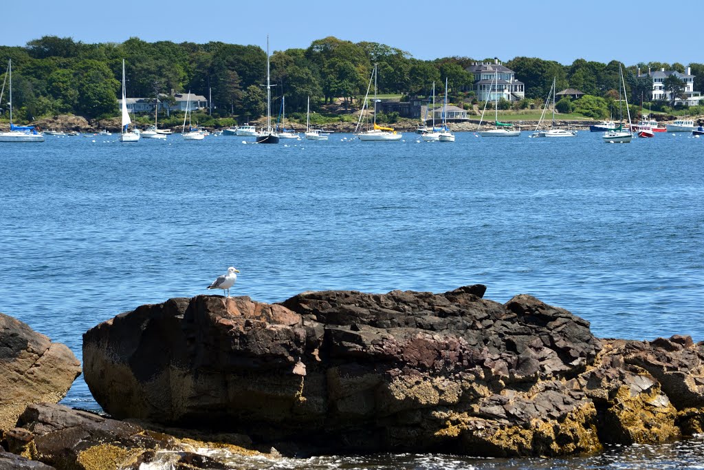 Nahant Seagull by aharmonix