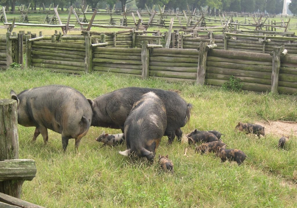 Old Breed Pigletts at George Washington Birthplace by Cinza