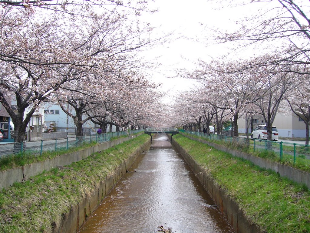 Row of cherry blossoms, Kusouzu river, Sotoasahikawa (外旭川、草生津川の桜並木) by miyarin