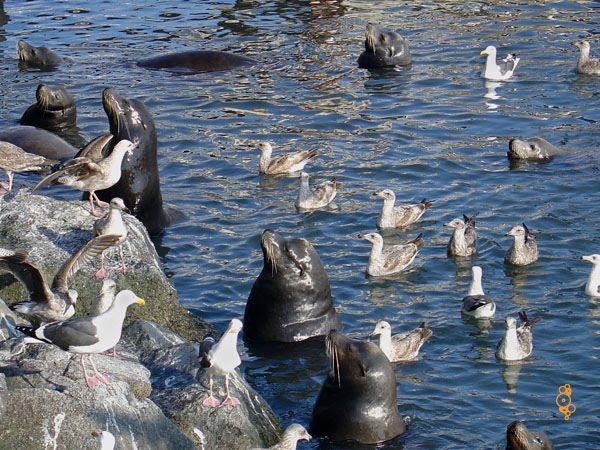 Lobos marinos & gaviotas by Gerardo Oak