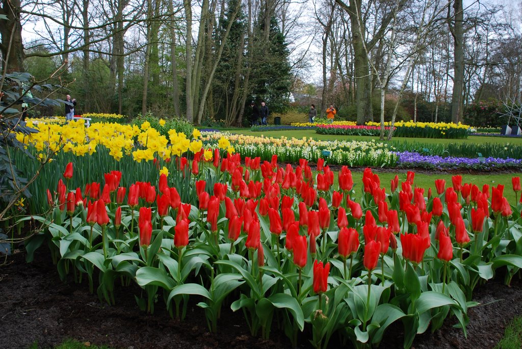 Keukenhof by Niek Saal