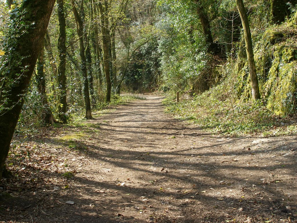 Track in plymbridge woods by wendyemlyn