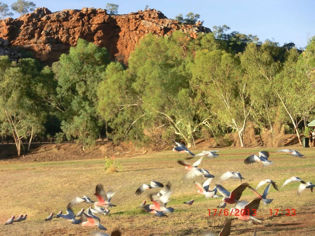 Galahs at Lake Moondara by Lobster1