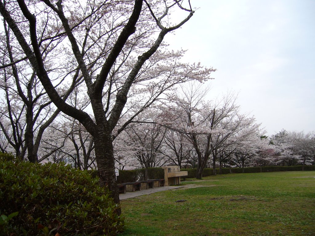 Hitotsumori park - "Field of cherry blossom" (一つ森公園「サクラ広場」) by miyarin