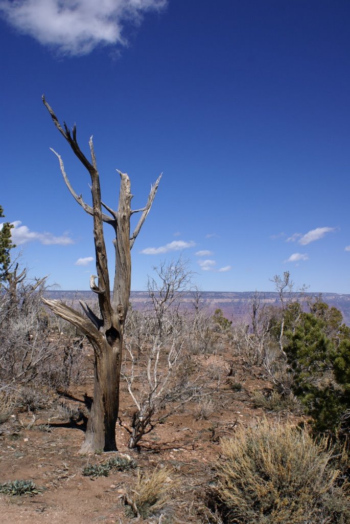 Grand Canyon by kittenpower