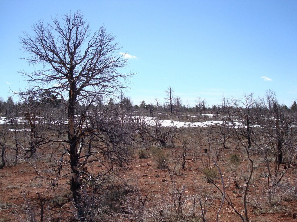 Burnt Out Trees, Grand Canyon by kittenpower