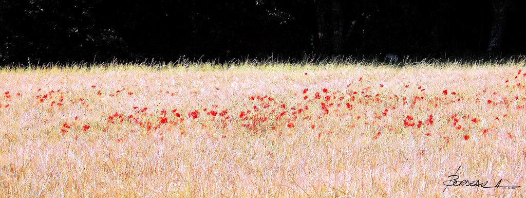 "couleur conscience"...POUGNADORESSE...GARD...FRANCE. by BORDEAU Alain.(NO VI…