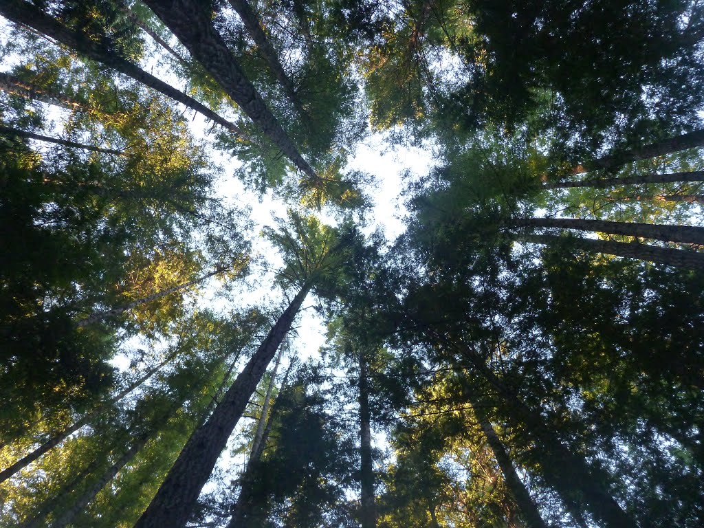 Sunshine coast trail by Peter A Riggs