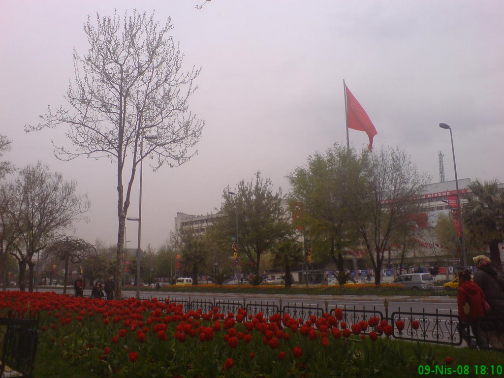 Tulip and Turkish flag by Bircan EREN