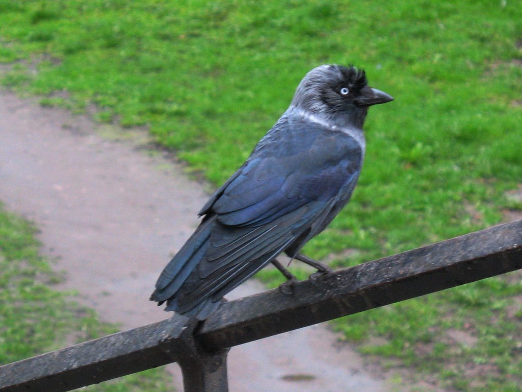 KAWKA :) THE JACKDAW by jadransko