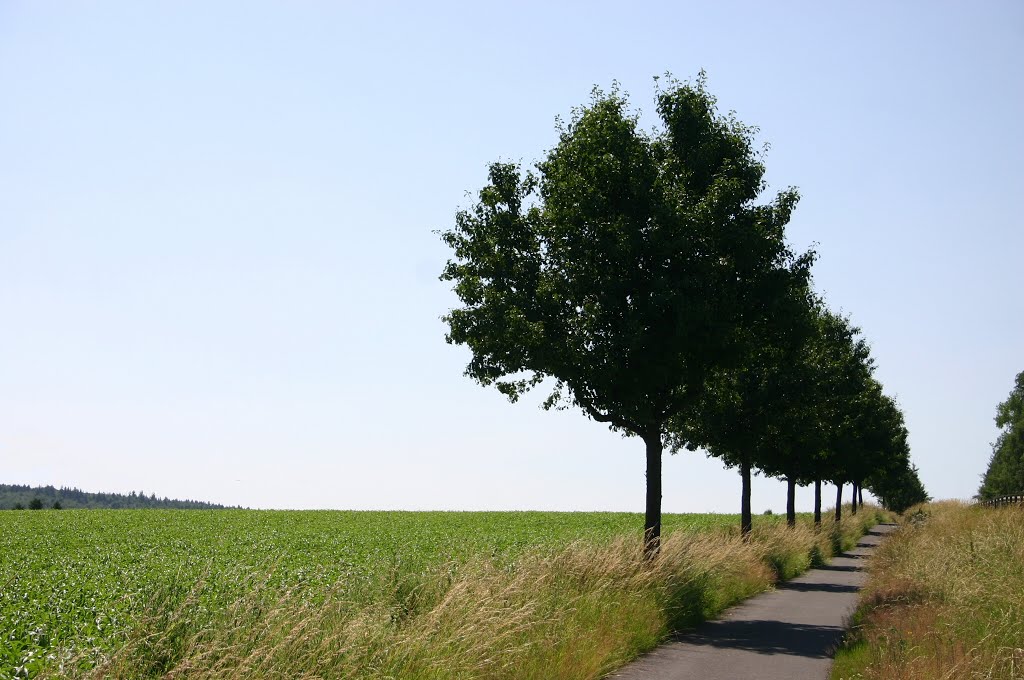 Zwischen Niederelbert und Oberelbert by Dieter Wick