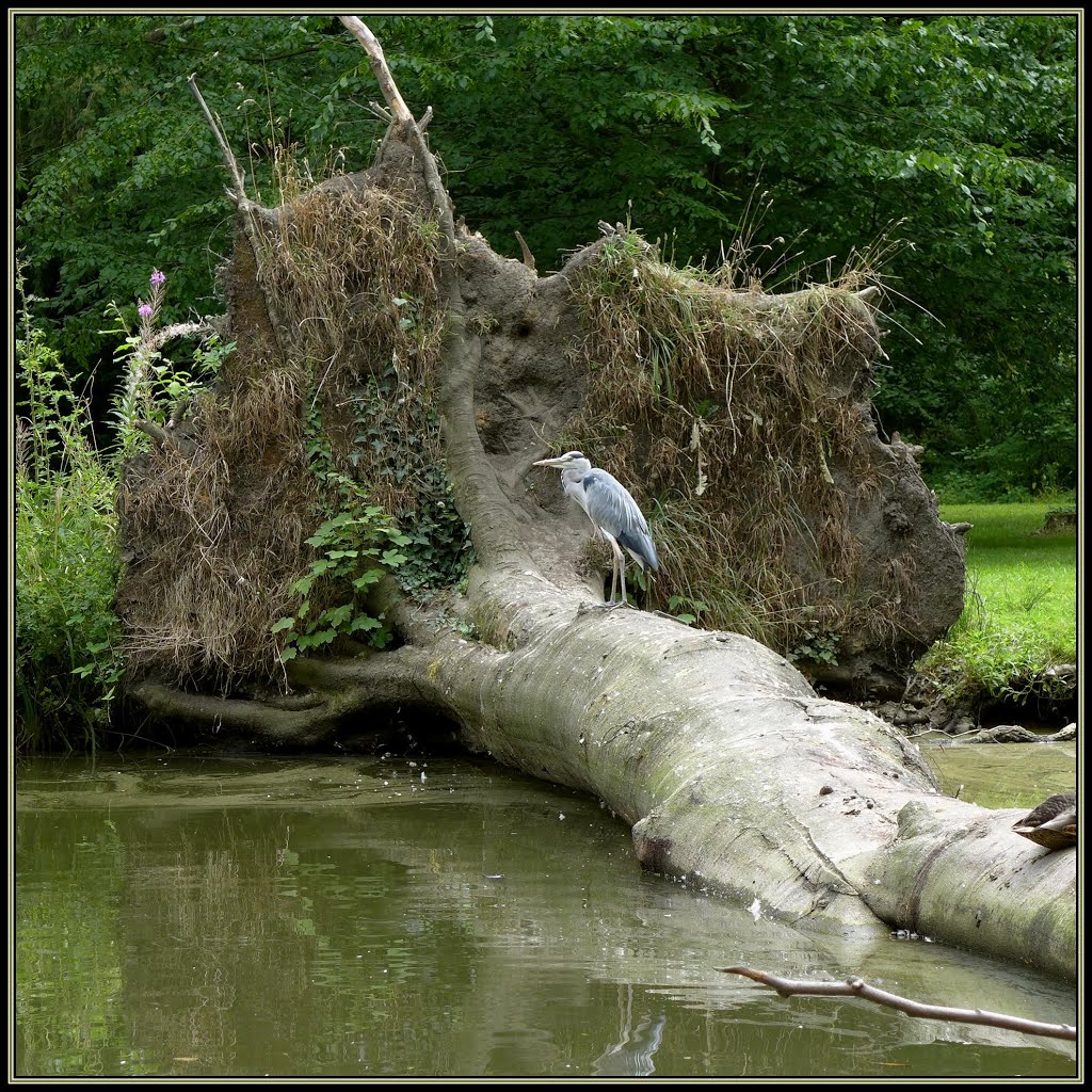 Liblar - Wasserschloss Gracht, Reiher über`m Weiher by Lothar for Panoramio