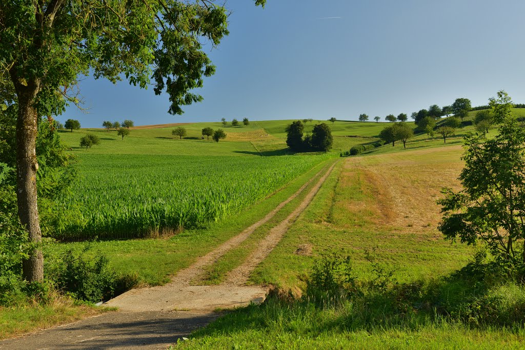 Wiese bei Oelsberg by HapeFotoart