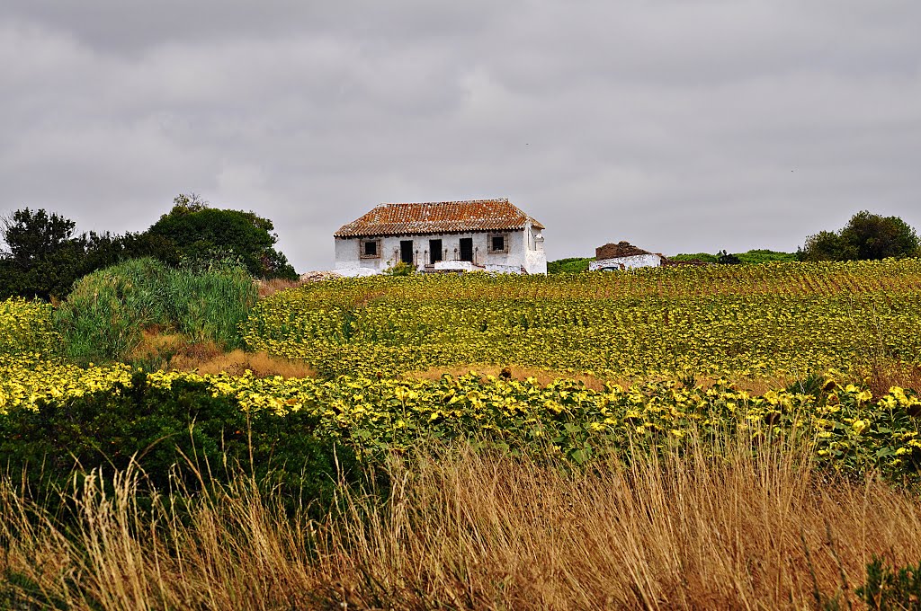 El Mayorazgo de Conil by carlos mp