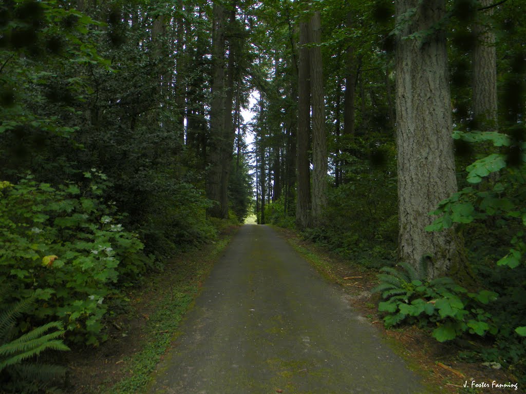 Deep Forest Road of Oregon by Foster Fanning