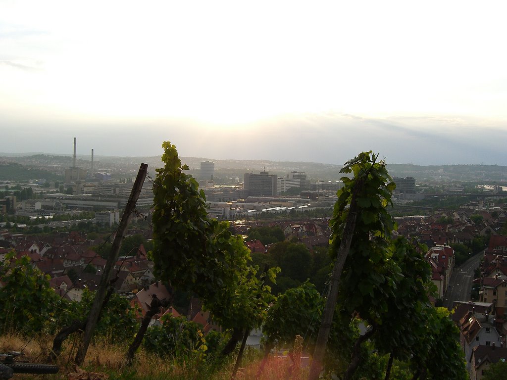 Aussicht aus dem Weinberg 2 by chefder