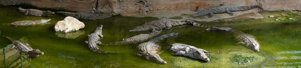 Crocodiles by Fabrice Germès