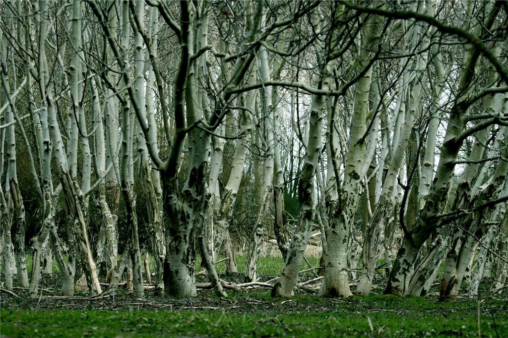 We named it "Witches forrest" because of the white trees @ Oostvaardersplassen by PvCfotografie