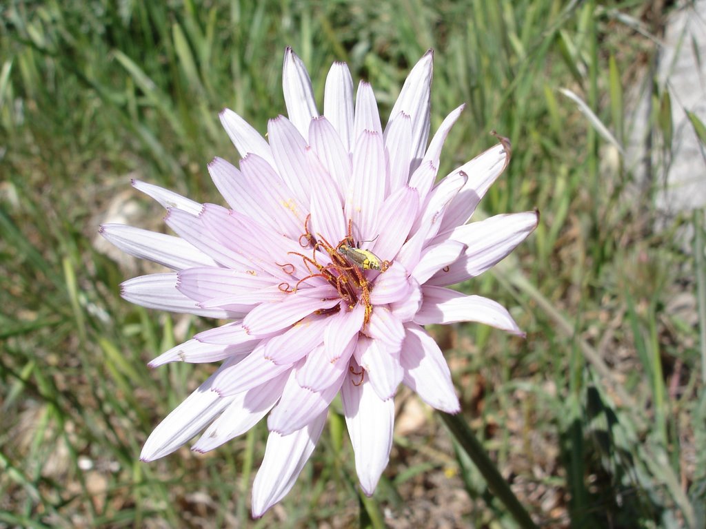 Pollination In Act by Gregory Kremyansky