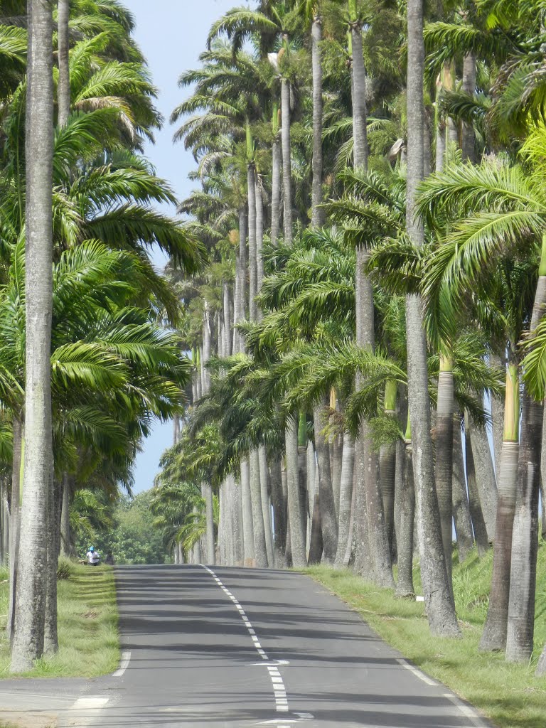 Guadeloupe Allée Dumanoir by Mariligerien