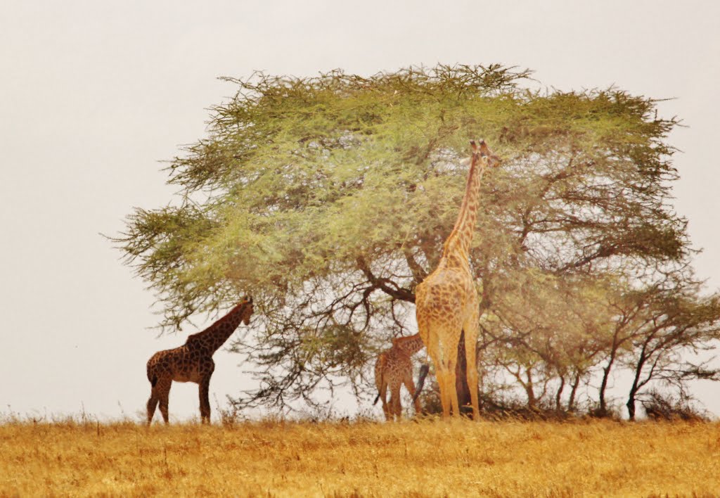 Serengeti National Park. Tanzania by Mariamichelle117