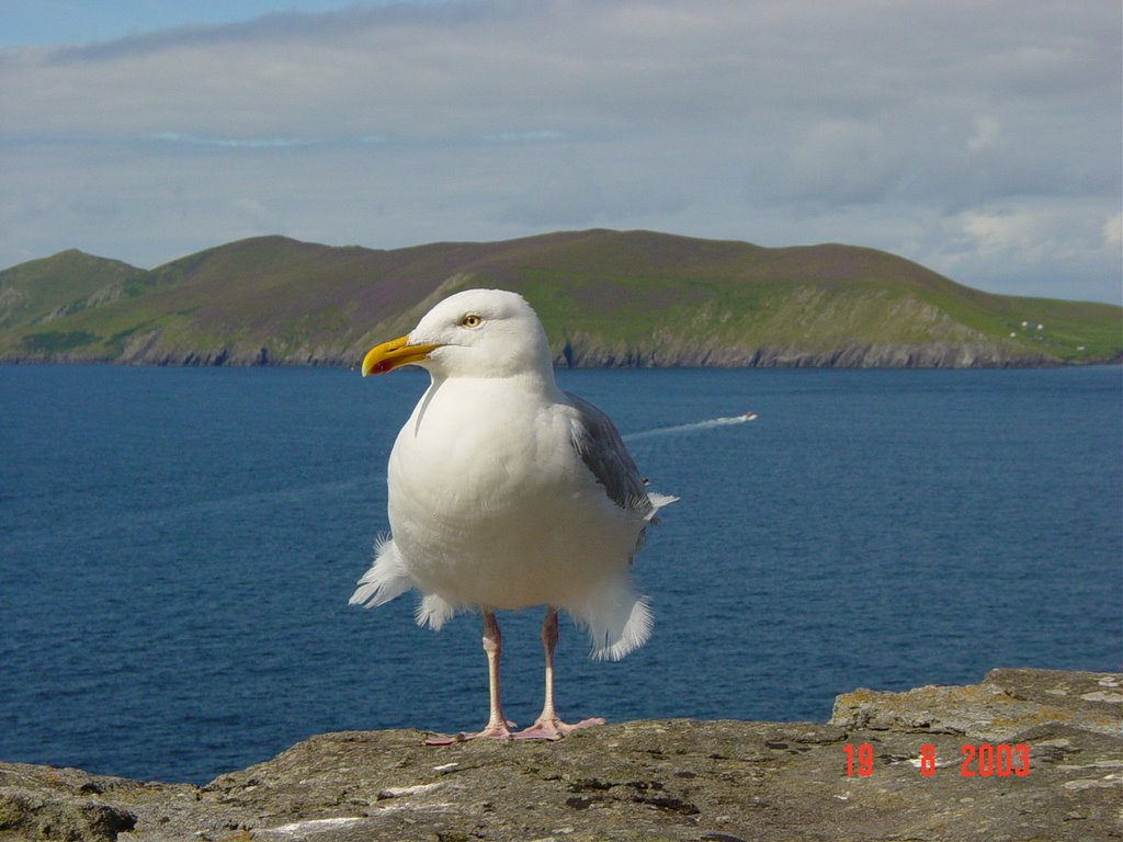 Ireland by Filipe Antunes