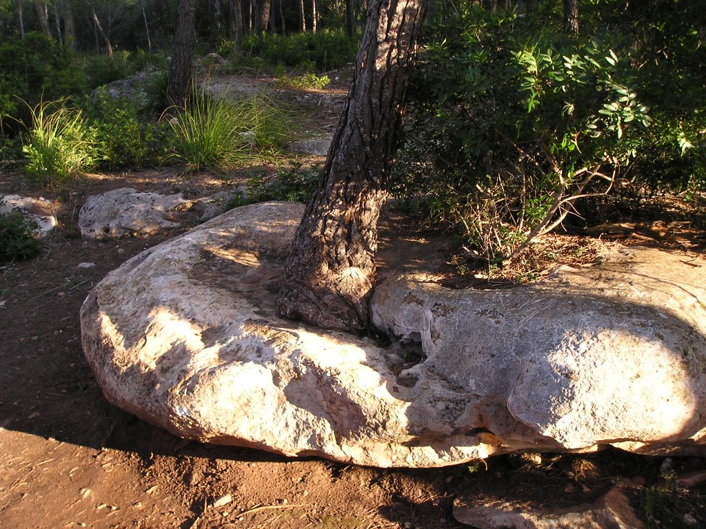 NATURALEZA - DETALLE by moncho54