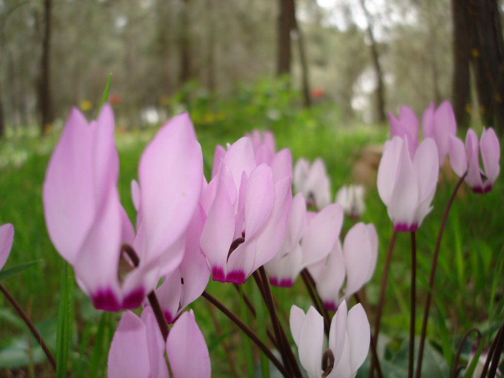 Mt. Gilboa Flowers by Gregory Kremyansky