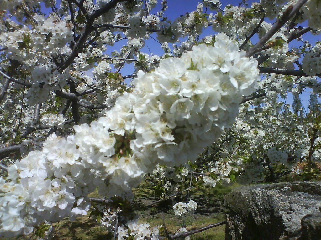 Cerezo en flor 2 by Félix Sánchez