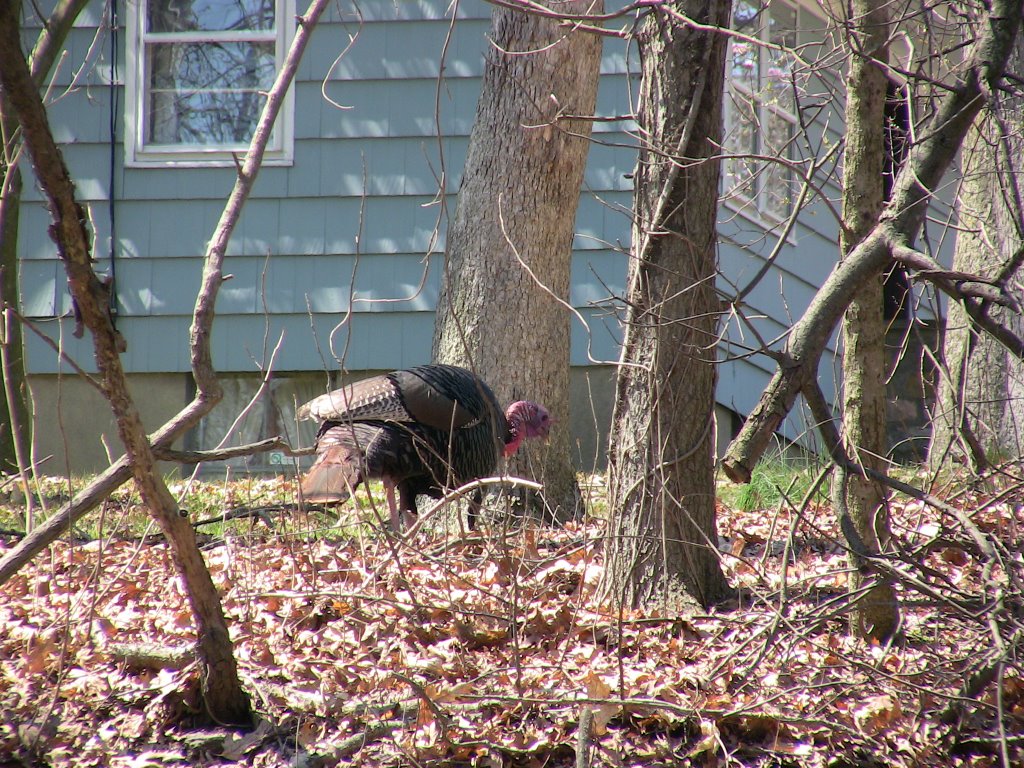 Wild Turkey zoom [2] by JerryD504