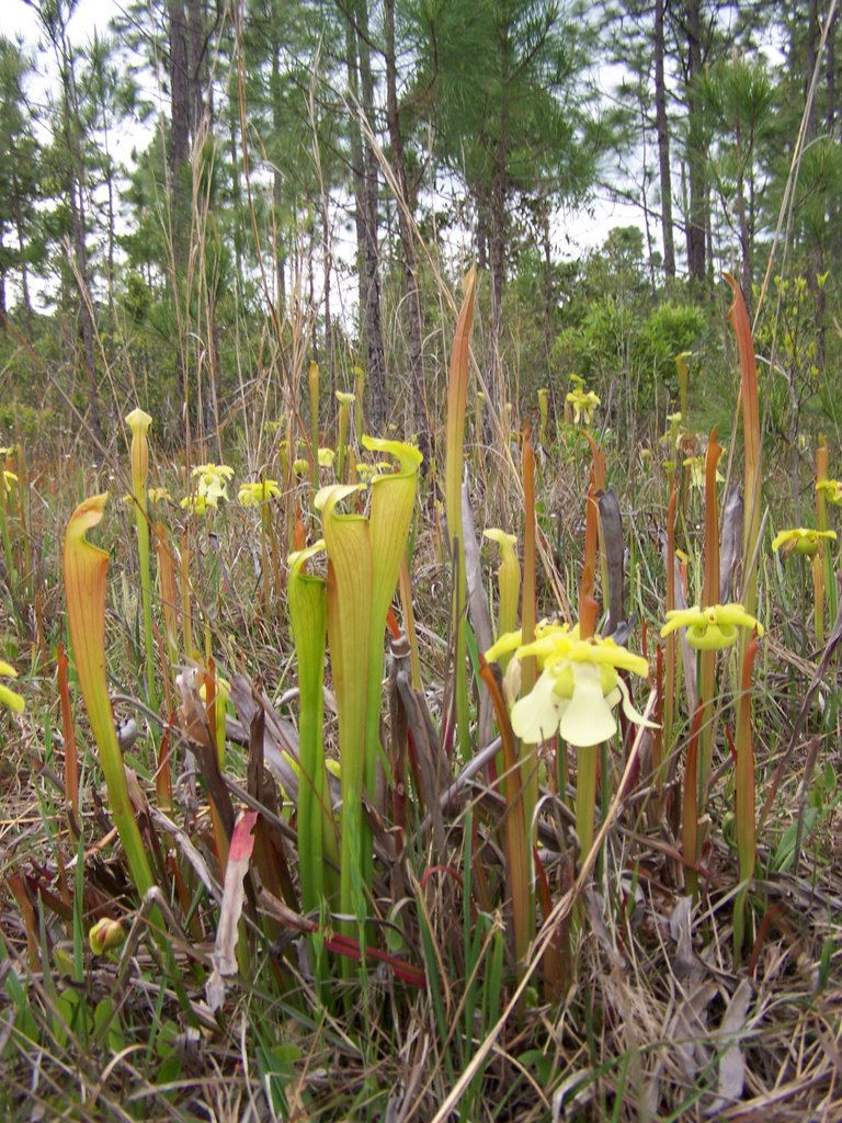 Pitcher Plants and Butter Cup Flowers in Mississippi by zacharystewart