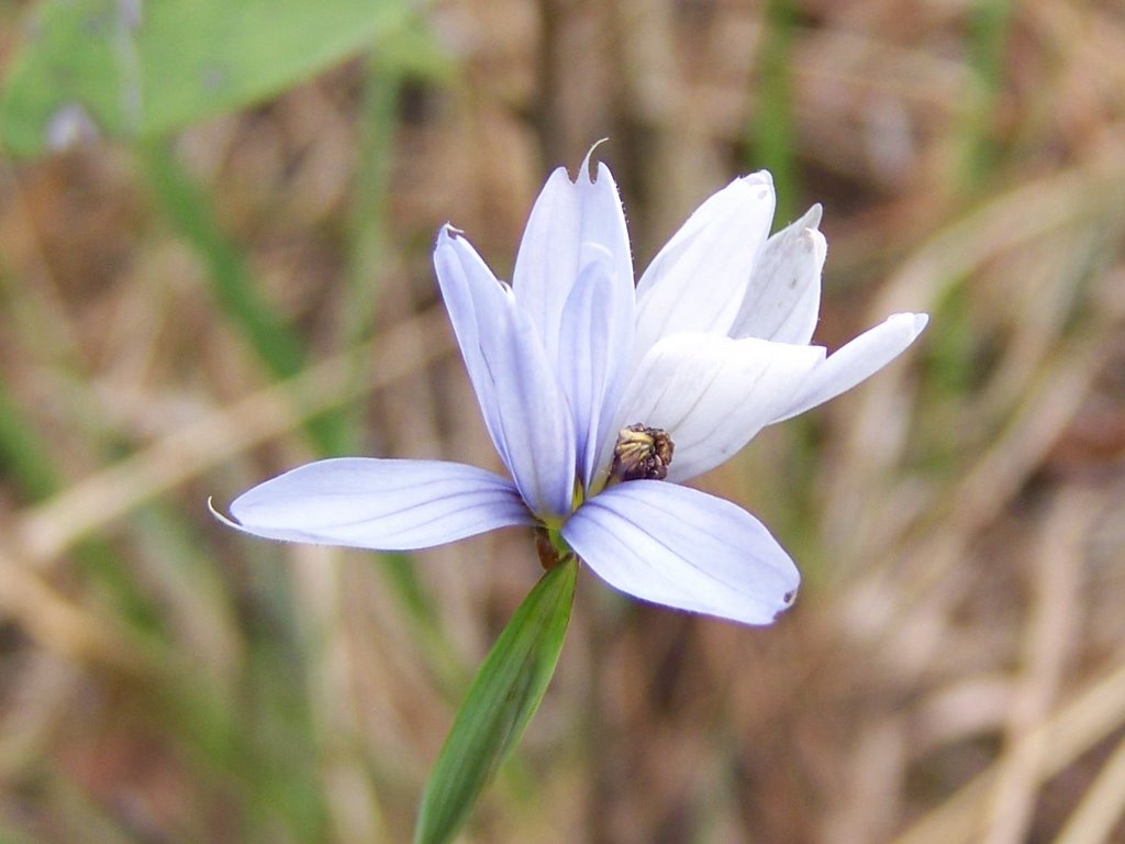 Purple flower in Latimer, Mississippi by zacharystewart