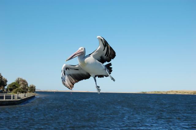 Pelican at Marlo by Keith Steele