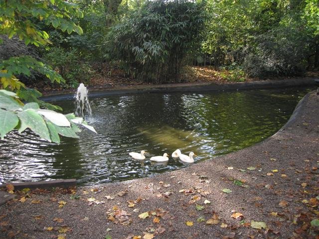 Wilhelminapark, eendenvijver by Jos Roozendaal