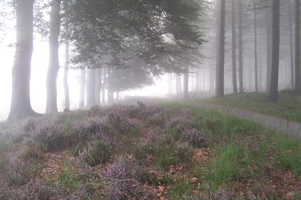 Fog in the wood by jbuskes