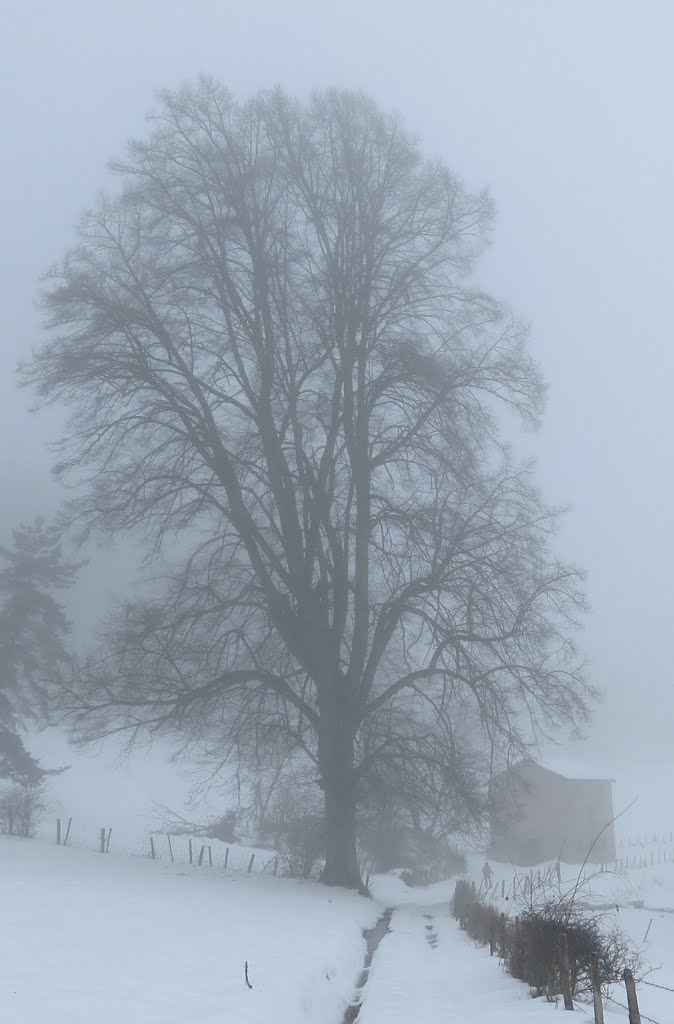 2013, majestueux tilleul, l'hiver... by cfta