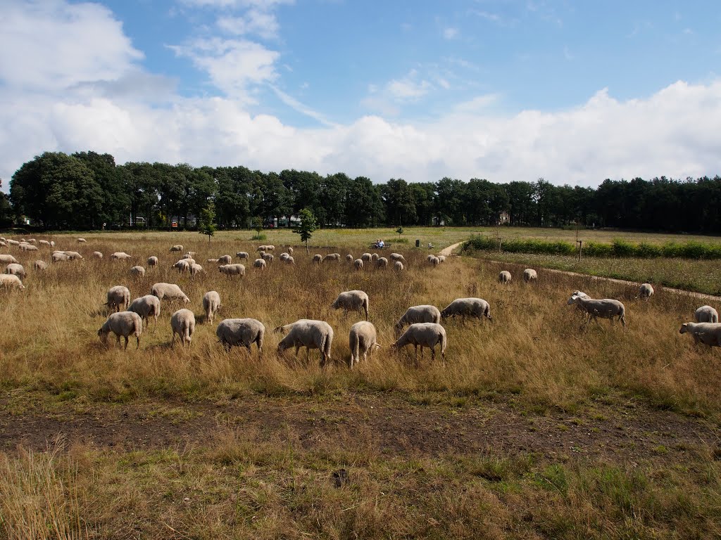 Flog of Sheep @ Panovenlaan Nijmegen by Ron Moes fotograaf