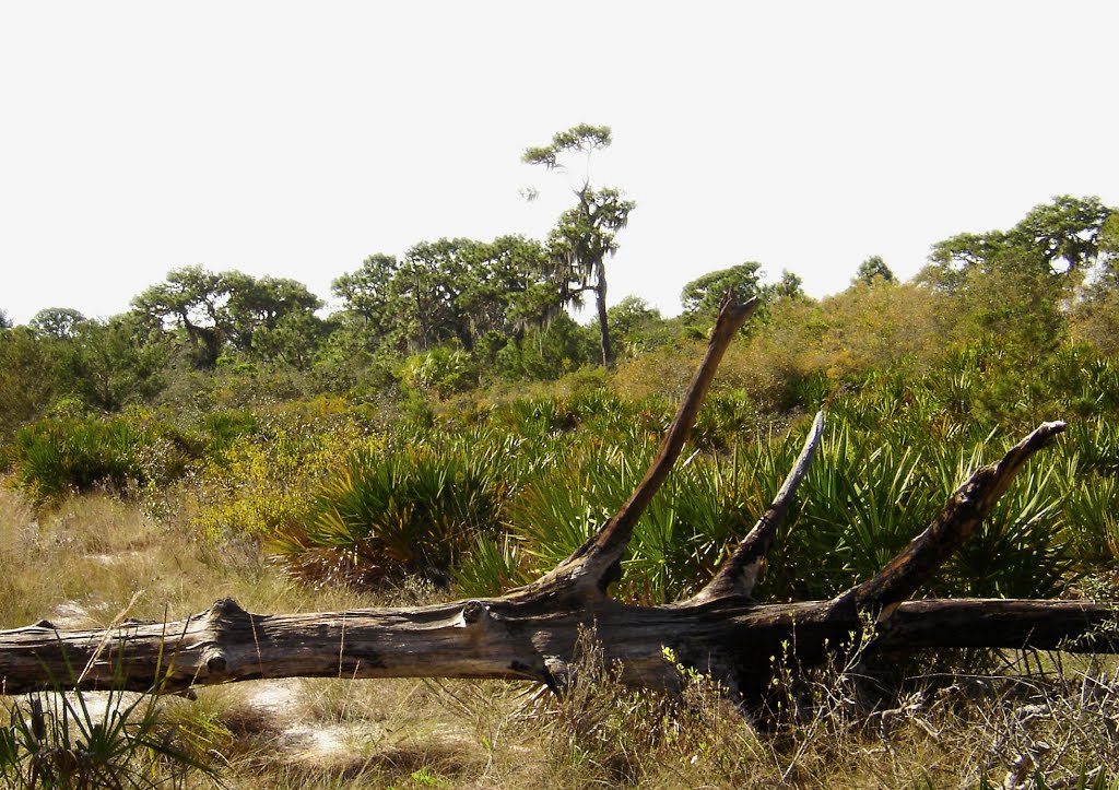 Boyd Hill Nature Park - Pine Flatwoods Trail by Julie Chorgo Gilson