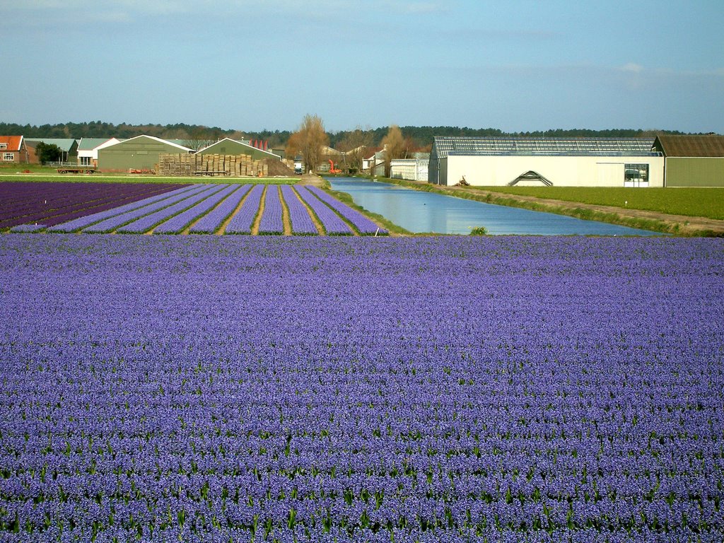 Violet lake at Noorwijkerhout by Andrea Allasio