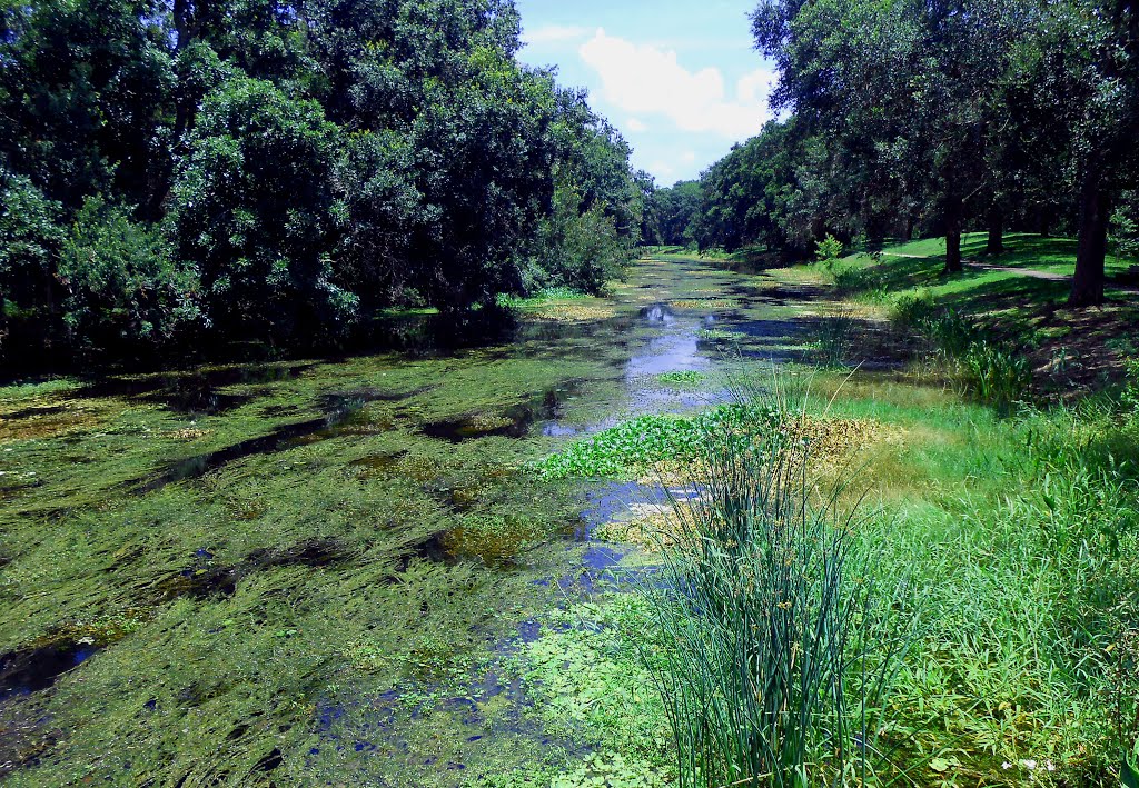 Sawgrass Lake Park River - at Main Entry Bridge to Park Boardwalks by Julie Chorgo Gilson