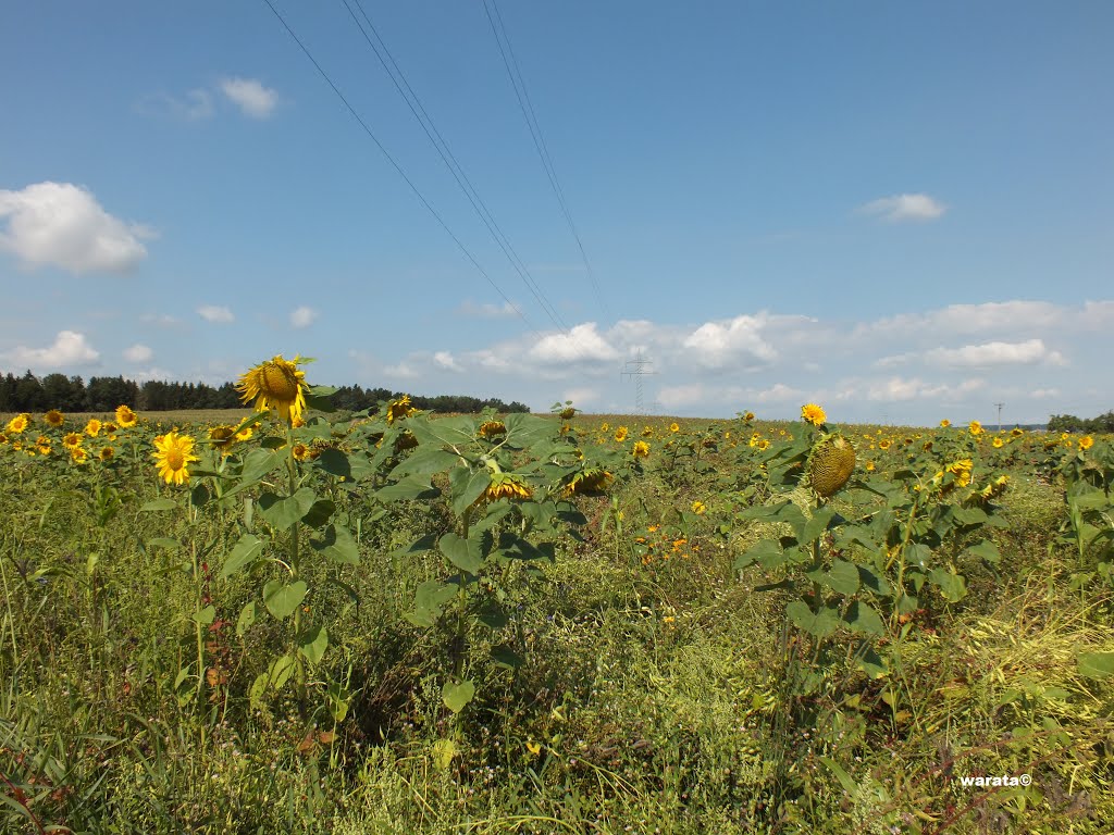 Lippertsweiler – Stadt Aulendorf > Sonnenblumen & Bienen (i) by warata