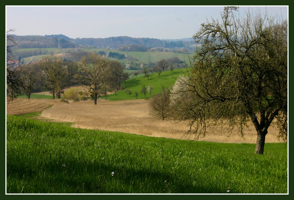 Frühling am Mengelbacher Pfad. Naturschutzgbiet "In der Erbach". by Carsten Guese