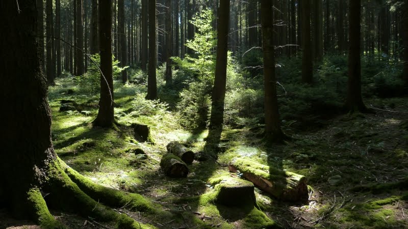 Wiedscher Wald by JNW-Video