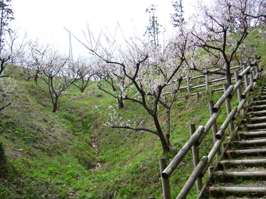 Ōsawa Hamada, Akita-shi, Akita-ken 010-1654, Japan by miyarin