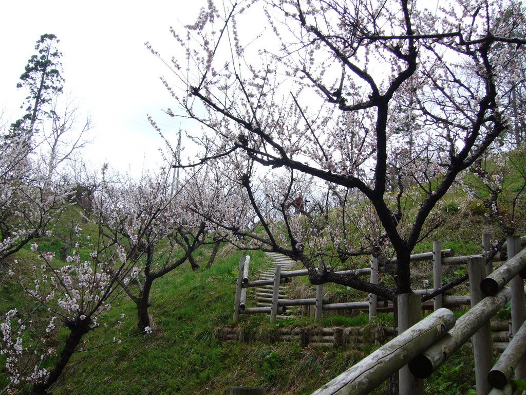 Ōsawa Hamada, Akita-shi, Akita-ken 010-1654, Japan by miyarin