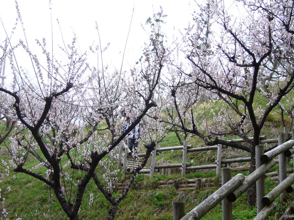 Ōsawa Hamada, Akita-shi, Akita-ken 010-1654, Japan by miyarin