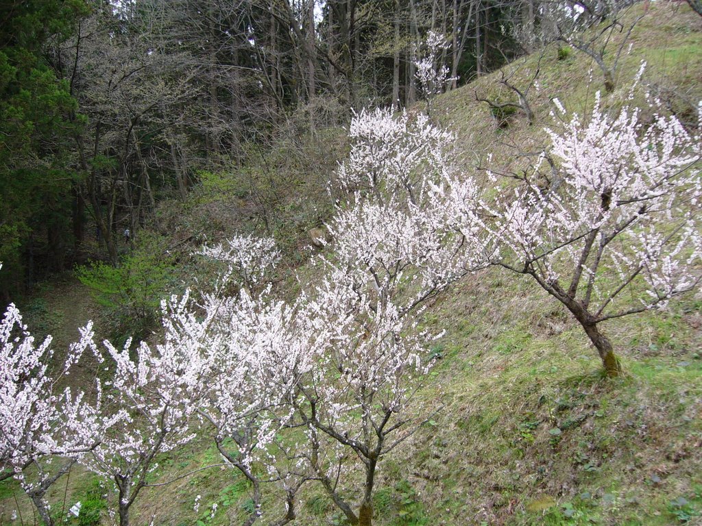 Ōsawa Hamada, Akita-shi, Akita-ken 010-1654, Japan by miyarin