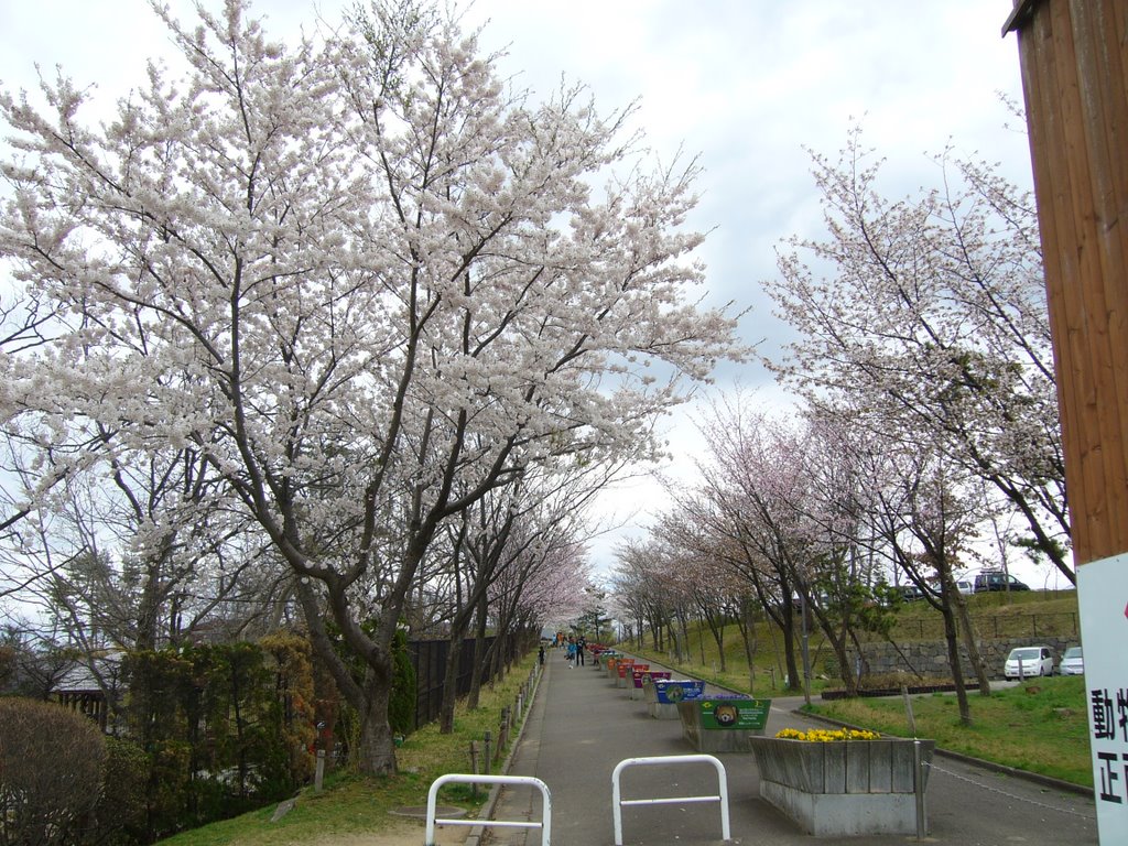 Katabata Hamada, Akita-shi, Akita-ken 010-1654, Japan by miyarin