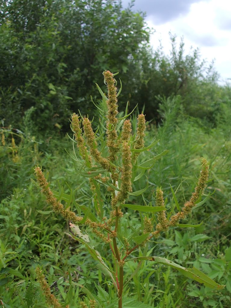 Rumex maritimus L. - Szczaw nadmorski by milenal ll