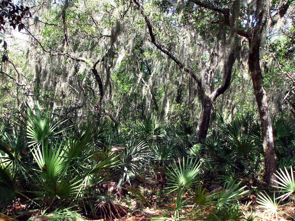 Oaks Near South Lake by Tom Choma